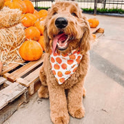 pumpkin patch
